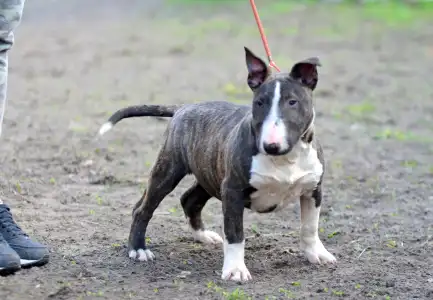 Miniature Bullterrier - Atlasz