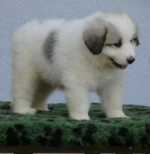 Pyrenean Mountain Dog - Candybelldream El Bundy