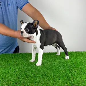 Boston Terrier - Dolores