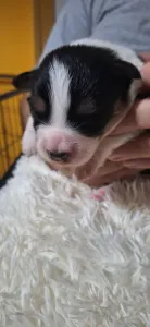 Border Collie - Cayman