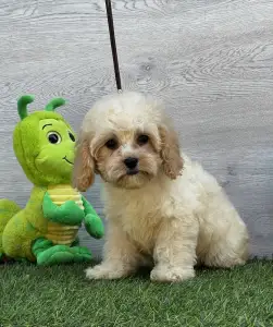Cavapoo - Ella ( Toy Size )