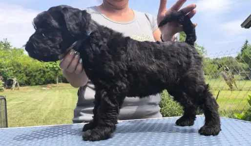 Terrier Kerry Blue - Badacsonyalja Dream Blue Legend – Kerry Blue Terrier Kan Kölyök