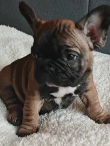 French Bulldog - Egon