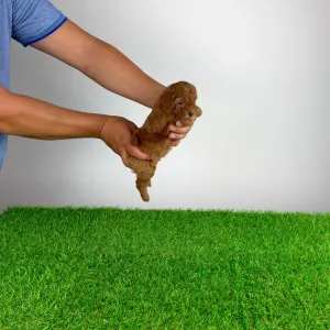 Poodle Miniature - Velvet
