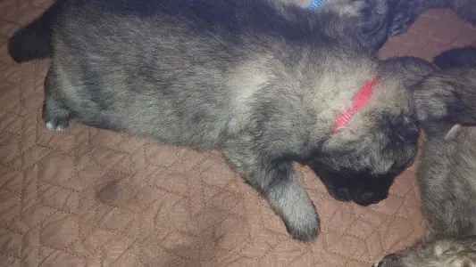 Wolfsspitz - Silver Whirl Bella Mia