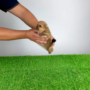 Pomeranian - Texus