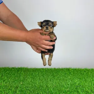 Yorkshire Terrier - Yilma