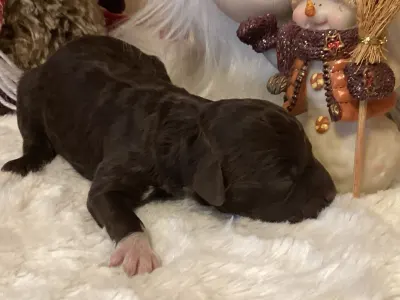 Romagna Water Dog - Bizsu