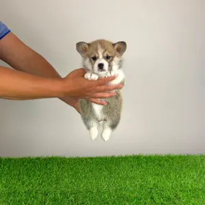 Welsh Corgi Pembroke - Zyrus
