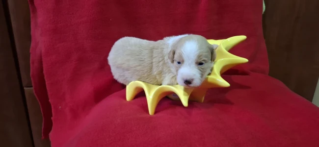 Border Collie - Aranyhaj