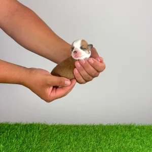 Welsh Corgi Pembroke - Clea