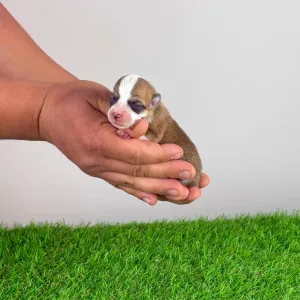 Welsh Corgi Pembroke - Ayka