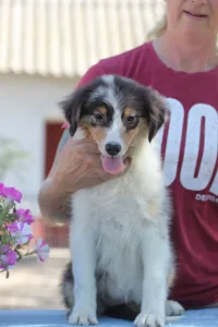 Ausztrál juhászkutya - Dailos Presious Little Diamond