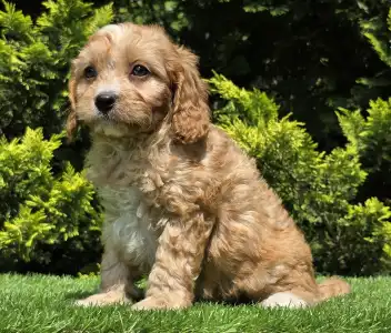 Cavapoo - Bob