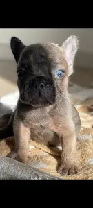 Французский бульдог - Blue