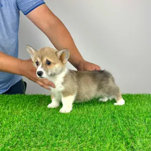 Welsh Corgi Pembroke - Rydia