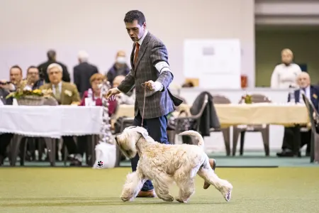 Irish soft coated wheaten teriér - Bellatulus Astrum