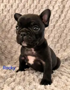 Französische Bulldogge - Miora Frenchie Rocky