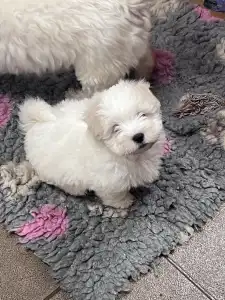 Coton de Tuléar - Bono