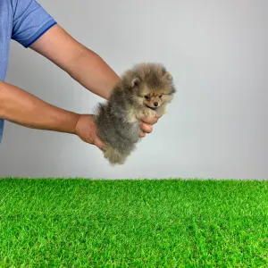 German Pomeranian Spitz - Fluffy