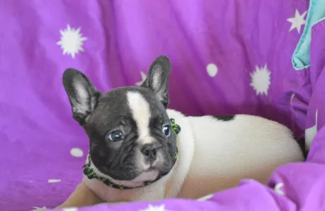 Francia bulldog - Christmas Dragons Dante Jr.