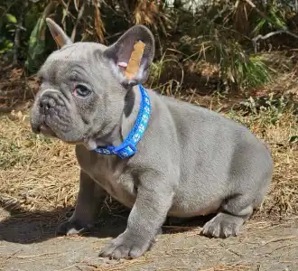 French Bulldog - Sam Silver Blue