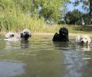 Puli - Tincses-kincsem Lagotto & Puli