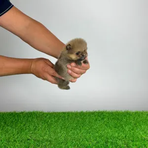 Pomeranian - Tio