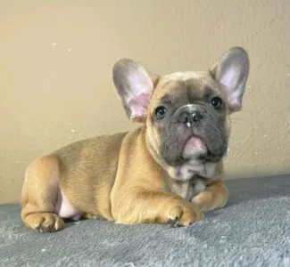 French Bulldog - Harry