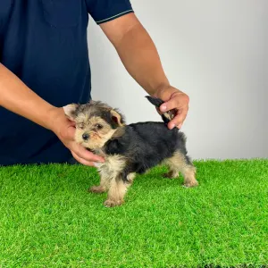 Yorkshire terrier - Error