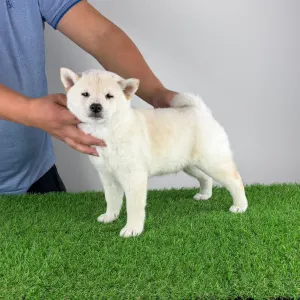 Shiba - Jagawa