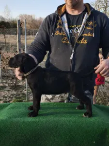 Cane Corso - Forza Di Diavolo Conan