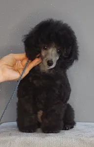 Barbone nano - Odin
