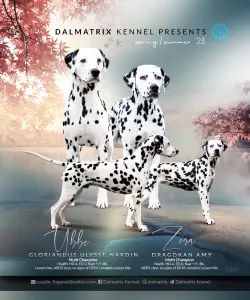 Dalmatiner - Dalmatrix