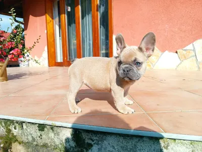 Französische Bulldogge - Lilli