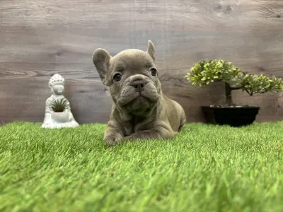 Francuski buldog - Maya 