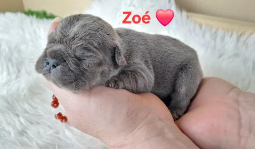 French Bulldog - Zoé 