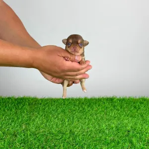 Chihuahua - Gaby