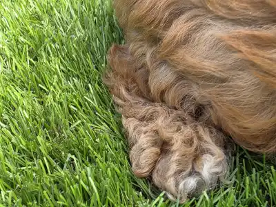 Cavapoo - Jonny