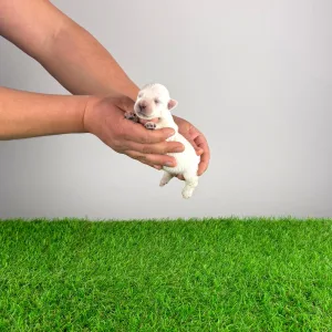 West Highland White Terrier - Indra