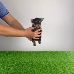 Yorkshire Terrier - Korso 