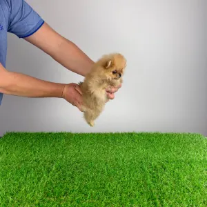 Szpic miniaturowy - Vesta