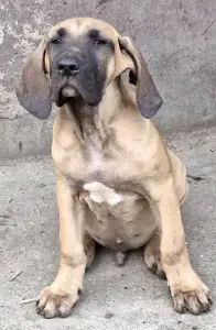 Fila Brasileiro - Igor De Oro Puro 