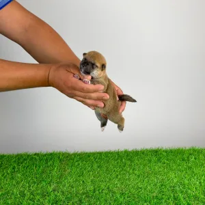 Shiba Inu - Tara