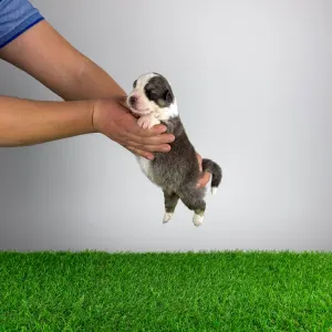 Australian Shepherd - Bizzy