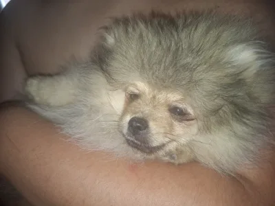 Spitz tedesco piccolo - Ajsa