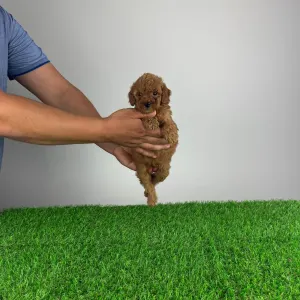 Poodle Miniature - Hella