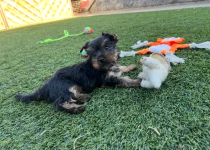 Yorkshire Terrier - Zoé