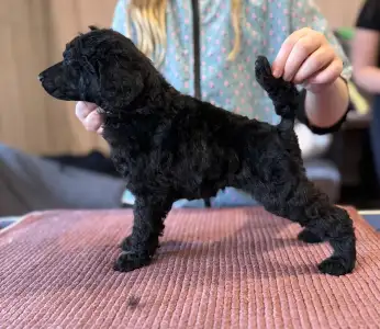 Óriás uszkár - Black Female For Pet Home