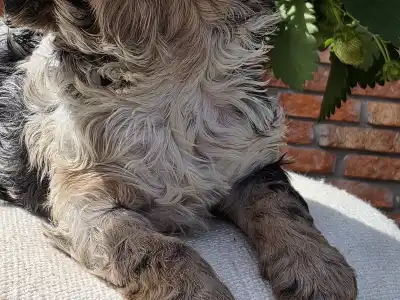 Cavapoo - Merlin